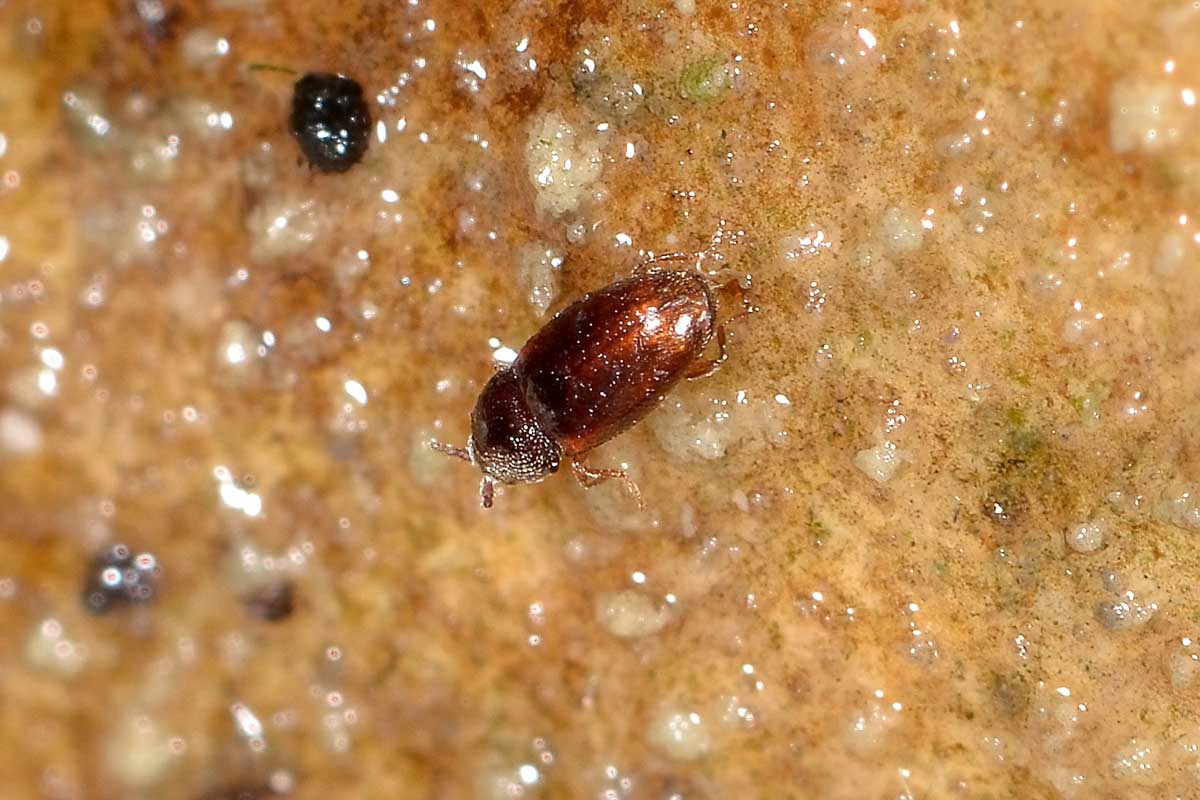 possibile Atomaria sp. (Chryptophagidae)